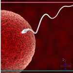 تخمک اهدایی - دکتر بیتا زلالی